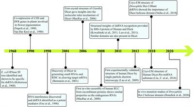 A Glimpse of “Dicer Biology” Through the Structural and Functional Perspective